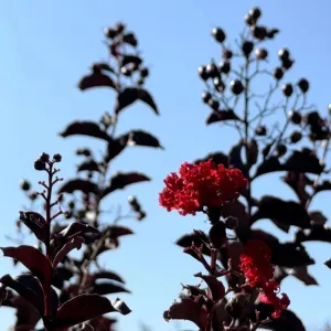 Center Stage® Red Crape Myrtle