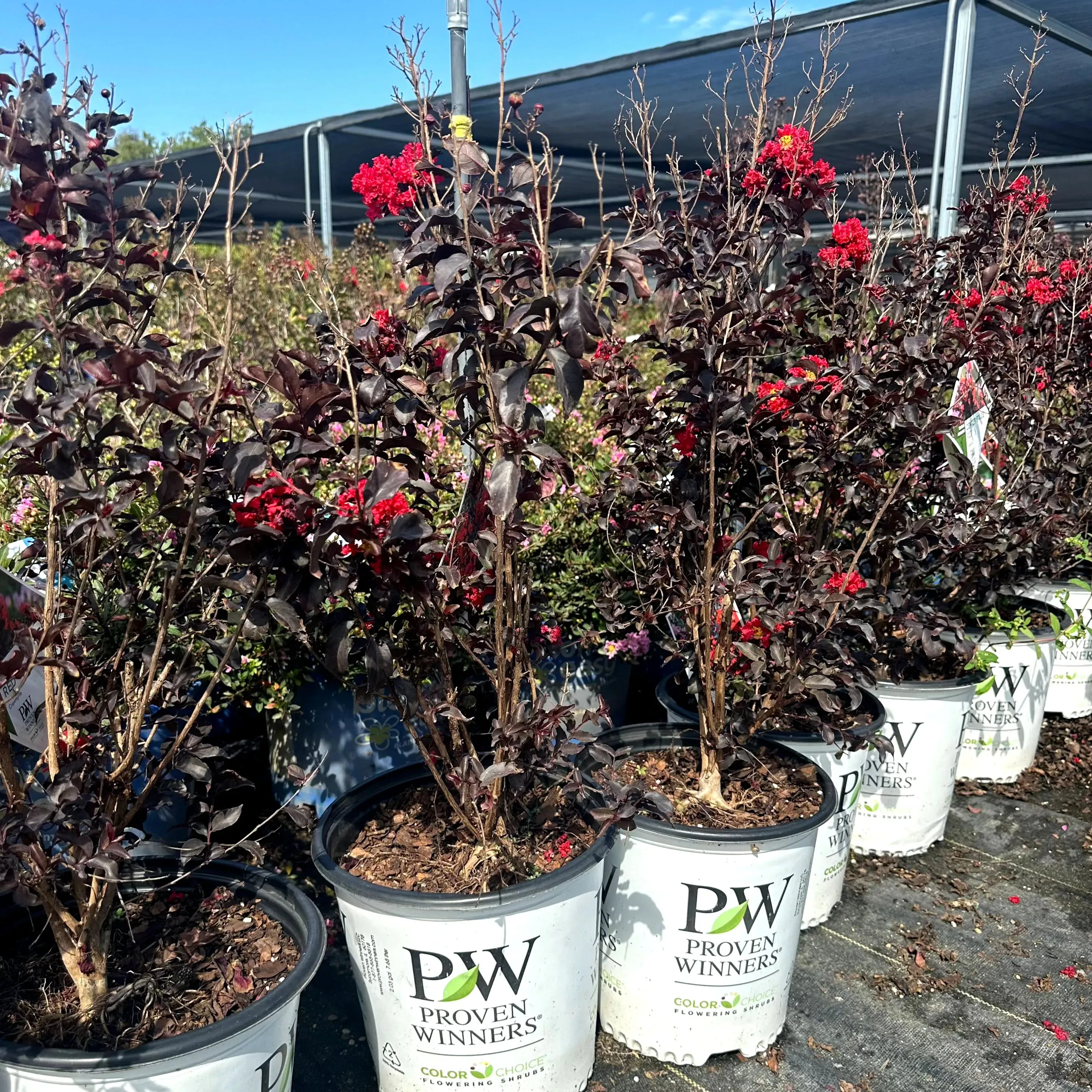 Center Stage® Red Crape Myrtle